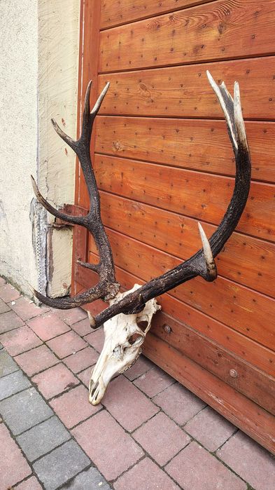 Wieniec z Jelenia poroże