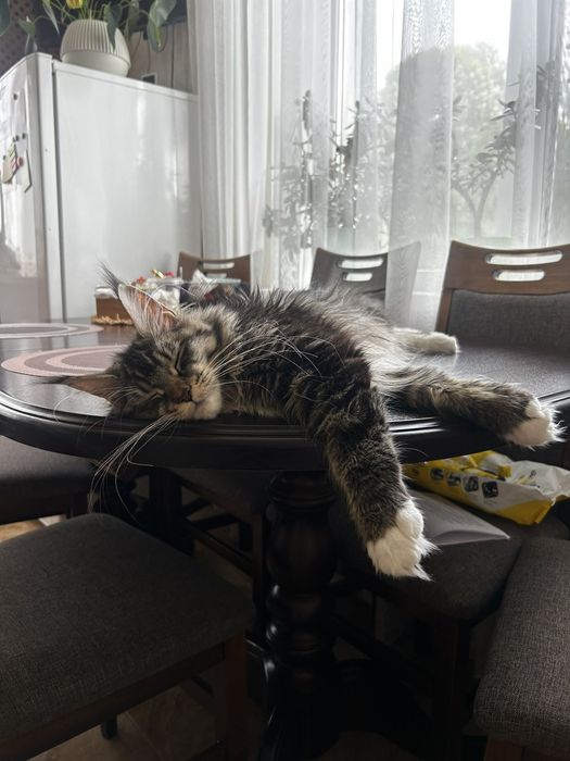 Справжні  Мейн-куни з розплідника .Розпродаж підлітків та дорослих .