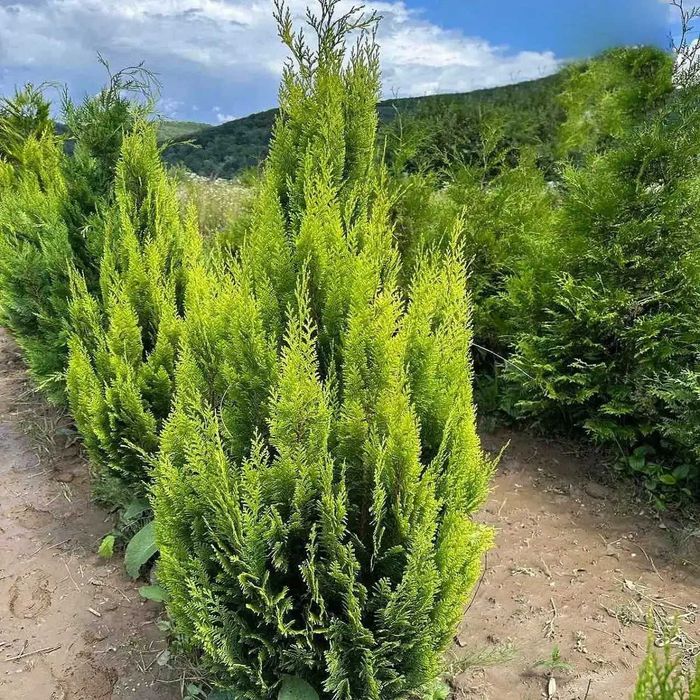 Кипарисовик Лавсона - доставка і висадка "під ключ"