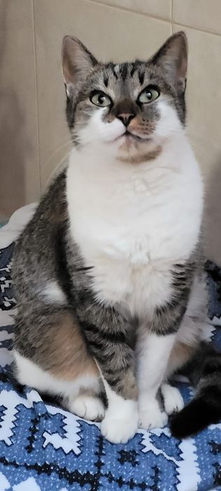 Kotka Lila szuka domu