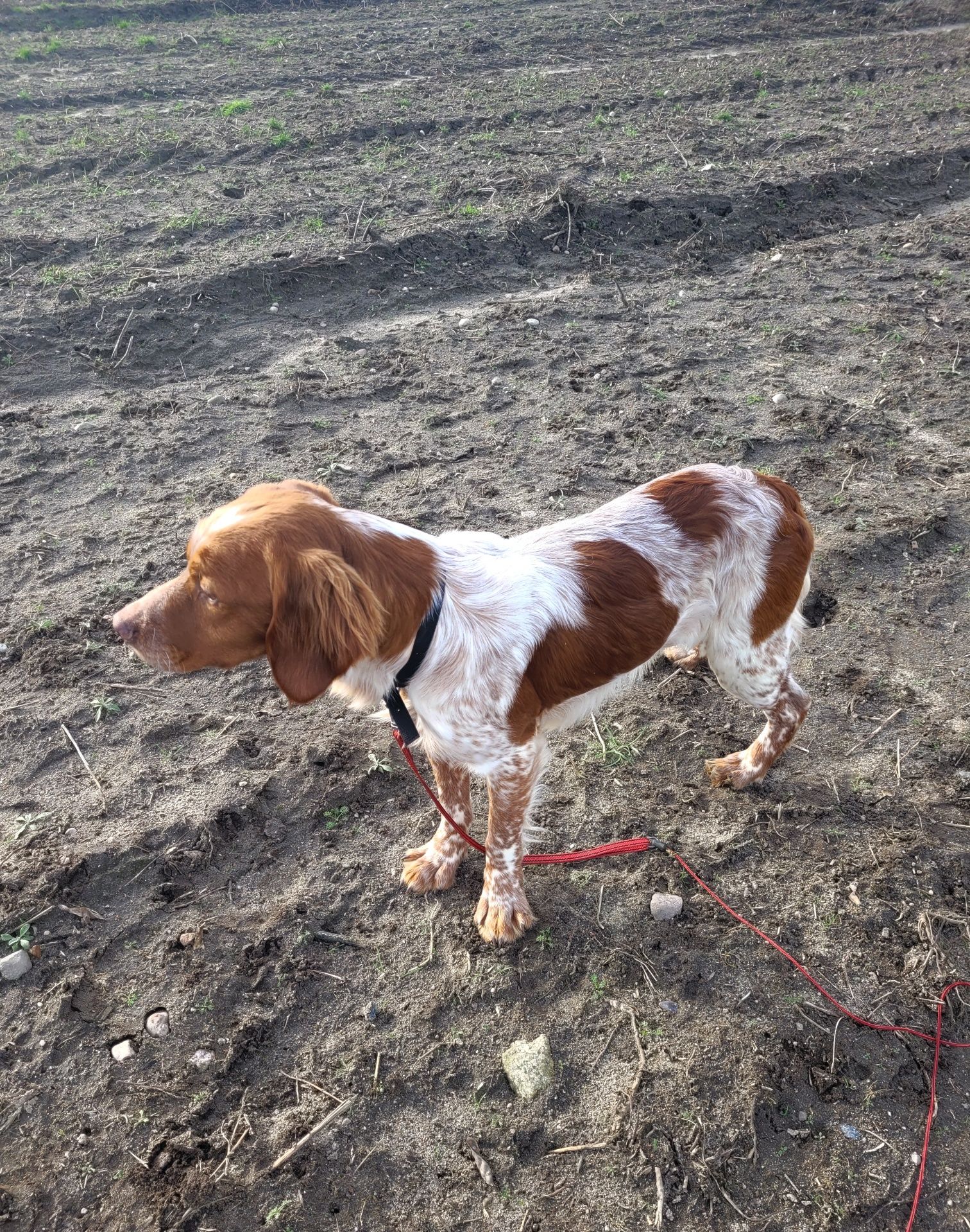 Spaniel Bretonski (Epagneul Breton FCI)