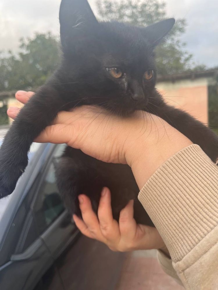 Котики в добрі руки БЕЗКОШТОВНО