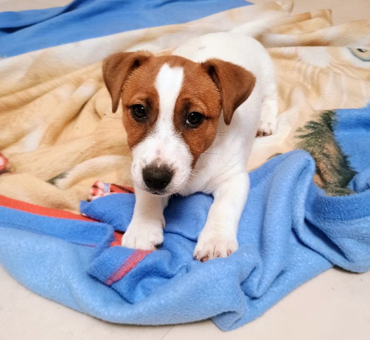 Piesek Jack Russell Terrier FCI szczeniak Freddie Gang Alicji FCI