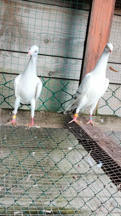 Gołębie srebniaki perlowe