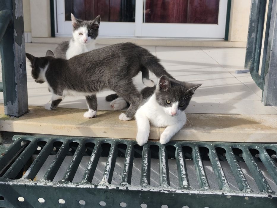 Doa-se gatos brancos e cinza