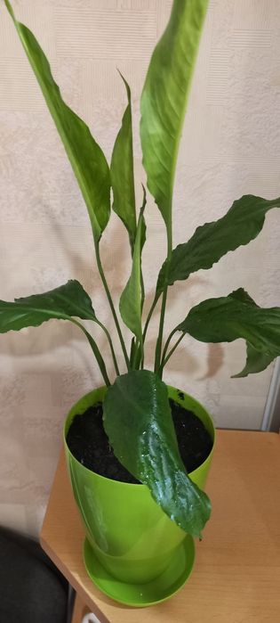 Квітка спатіфіліум