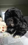 Shih Tzu piesek.