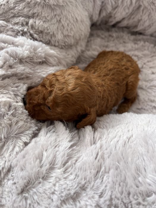 Pudel red miniaturka chlopak gotowy do zmiany domu