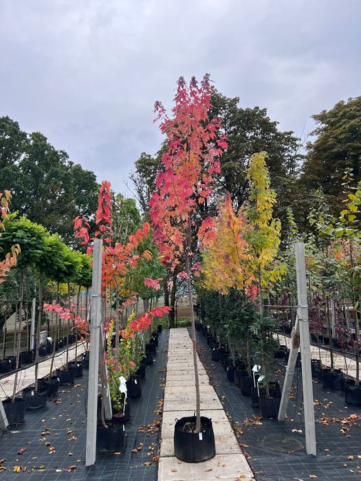 Klon srebrzysty Acer saccharinum obwód pnia 10-12cm
