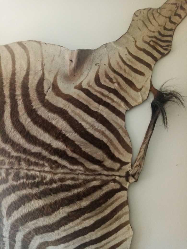 Pele de Zebra Africana