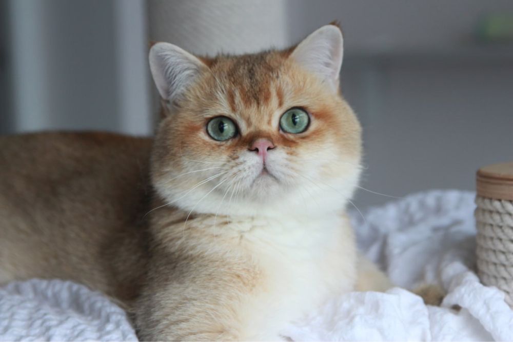 Британский золотой кот