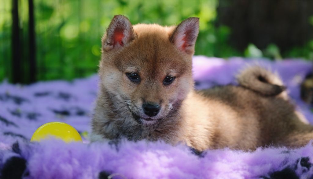 Suczka shiba inu ZKwP/FCI