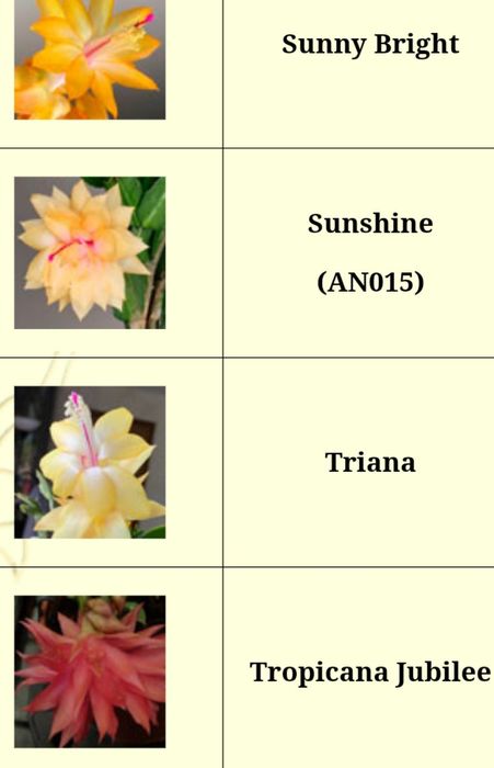 Шлюмбергери,рипсалідопсиси махрові.Розпродаж!