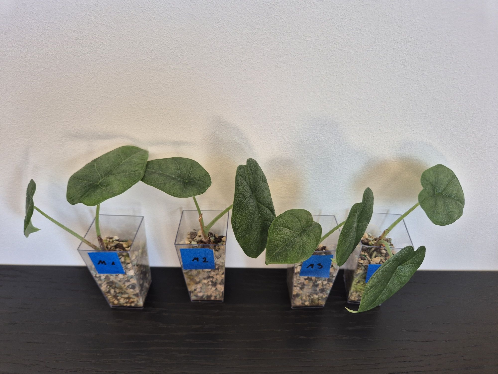 Alokazja Melo Alocasia Melo
