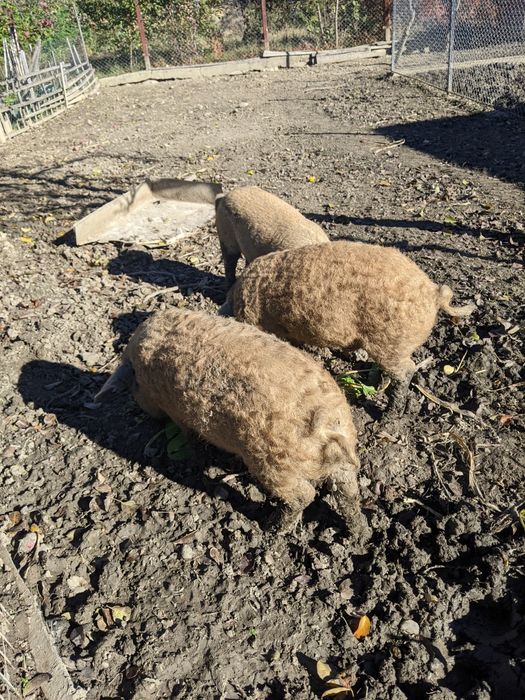 Поросята венгерської мангалиця