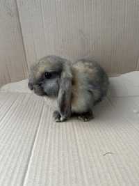 Krolik mini lop karzelek baranek