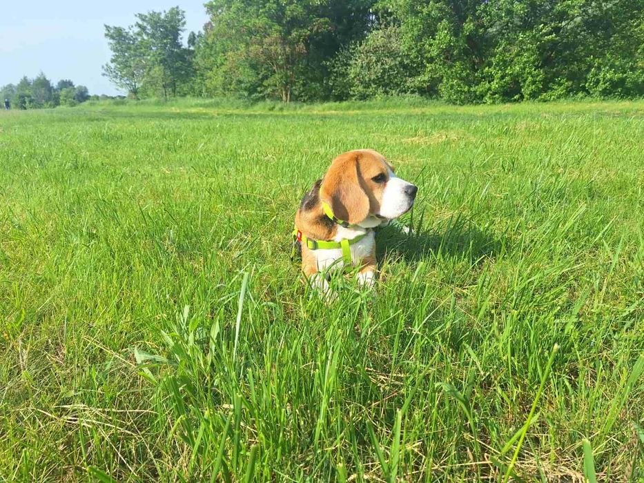 В'язка (безкоштовно) собаки (бігль) Кобель 3 роки