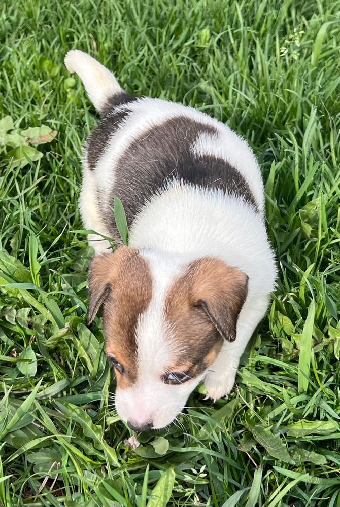 Sprzedam suczkę Jack Russell Terrier