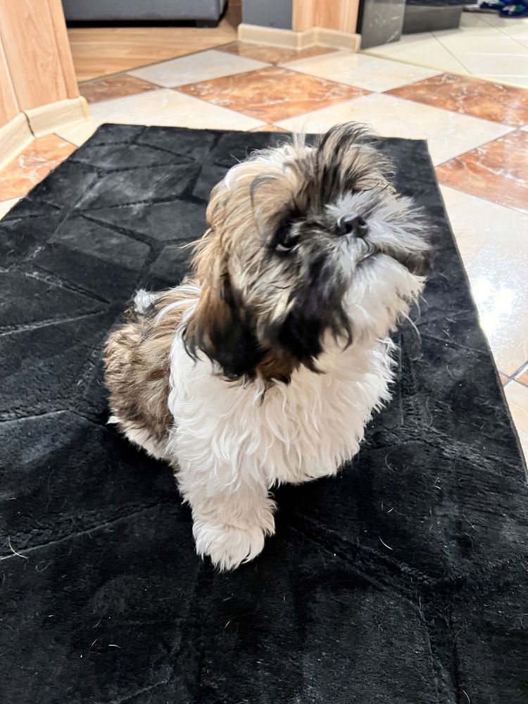 Piesek shih- tzu