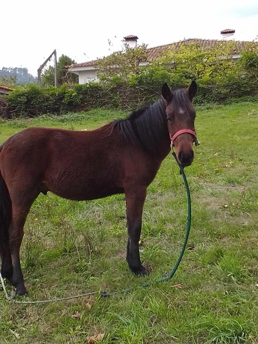 E uma cavalo garano e manso