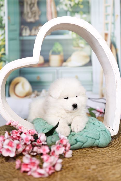 Samoyed piesek rezerwacja