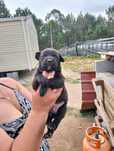 Filhotes labrador com pitbull