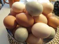Jaja jajka kurze wiejskie