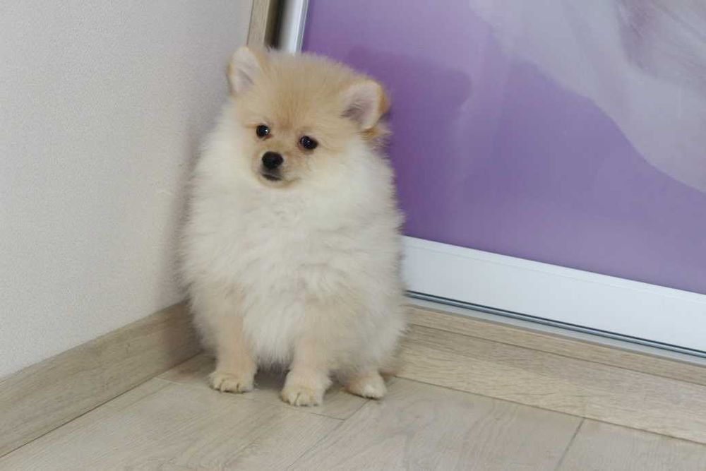 Щенки Померанского Шпица.