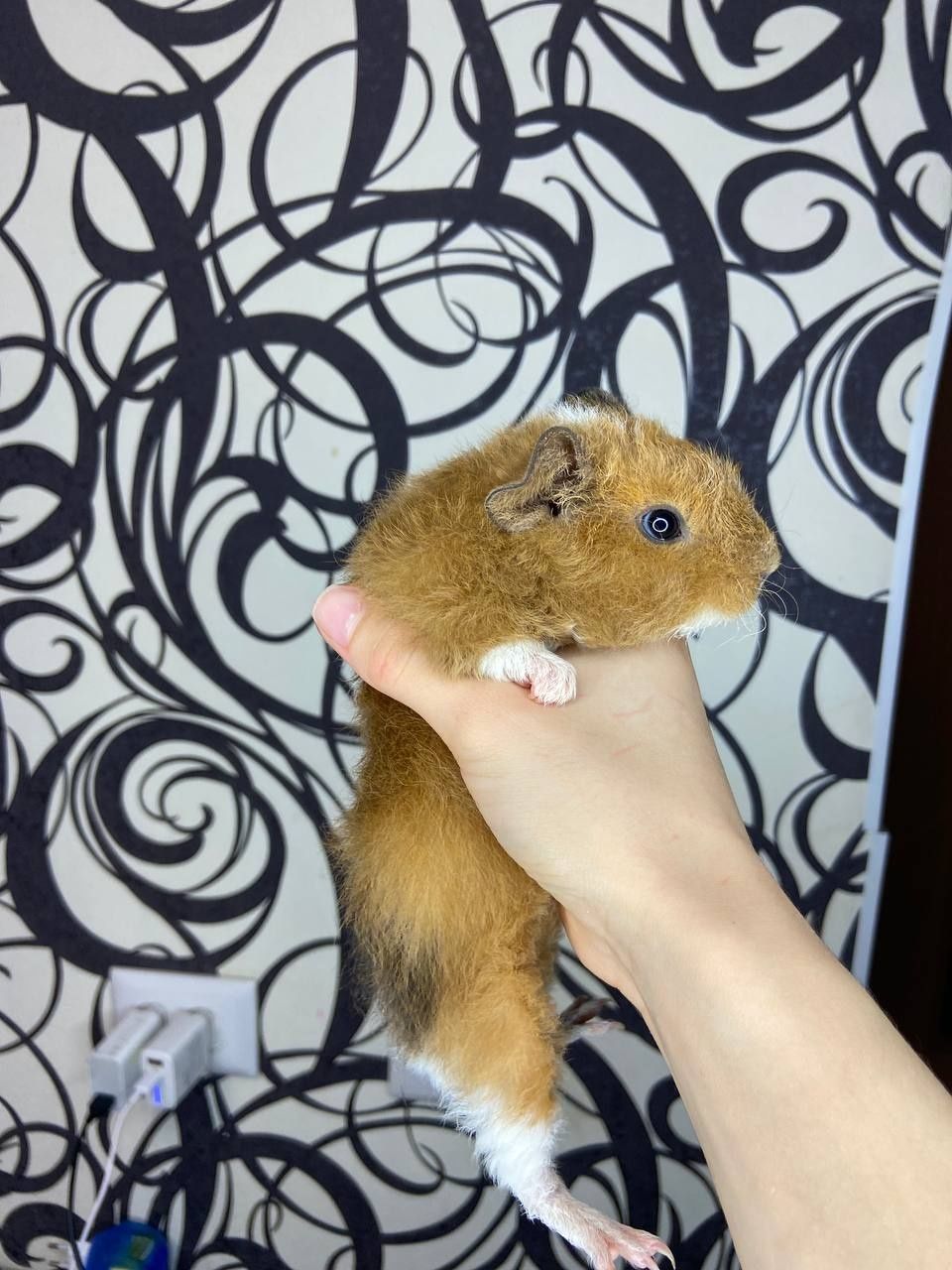 Морские свинки 1 месяц