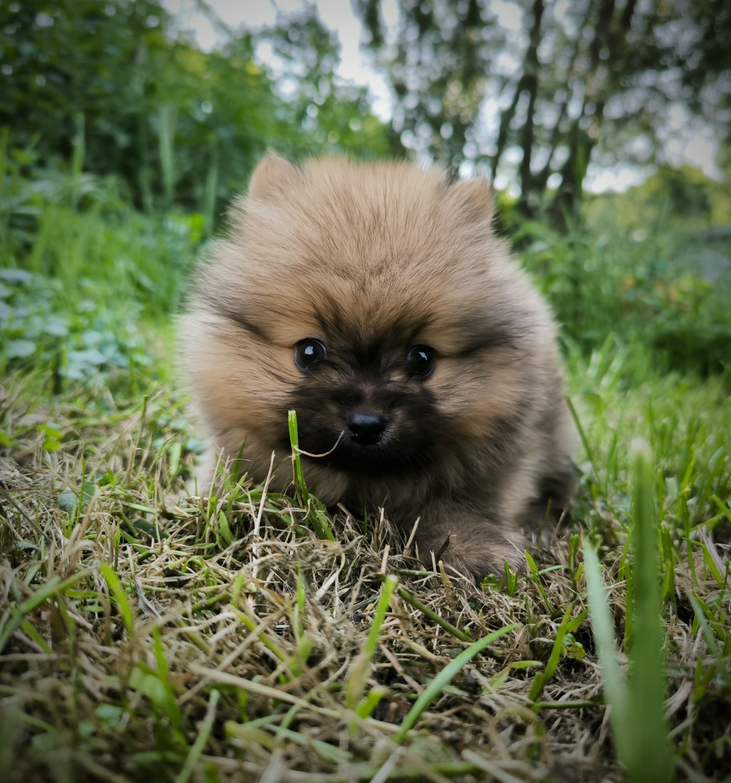 Szpic miniaturowy pomeranian samiec