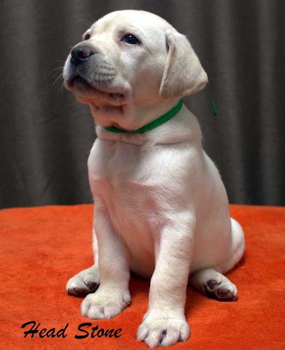 Питомниковые щенки Лабрадора ретривер