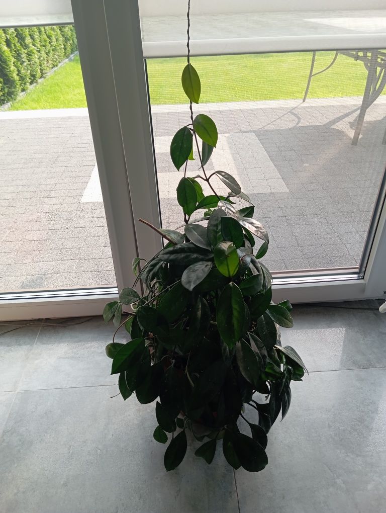 Hoja kwiat doniczkowy Hoya carnosa