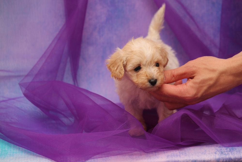 Мальтипу  Ф1 и Ф2 ,на дорогую подушку