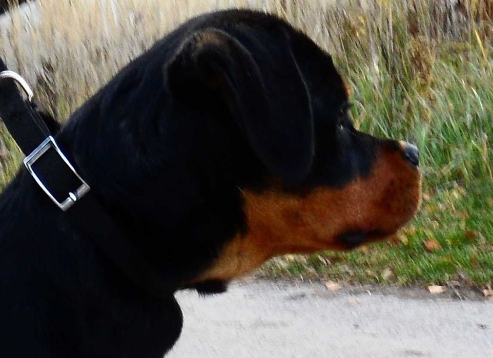 Rottweiler/Rottweilery- LOLA suczka 4,5 miesięczna
