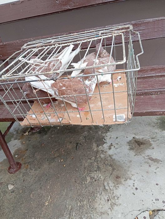 Gołębie pocztowe rasowe - białe, czerwone i mieszane