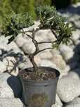 Formowane Bonsai cyprysik, sosna czarna,cis,jałowiec,laurowiśnia,jodła