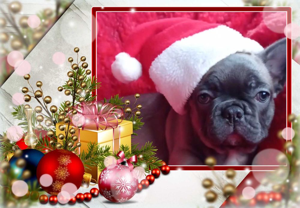 Французькі бульдоги - цуценята