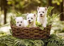 West Highland White Terrier - piesek ZKWP / FCI