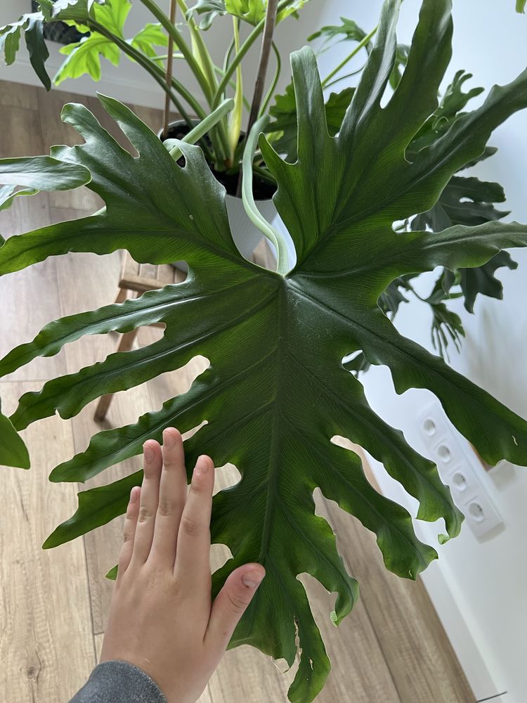 bipinnatifidum philodendron