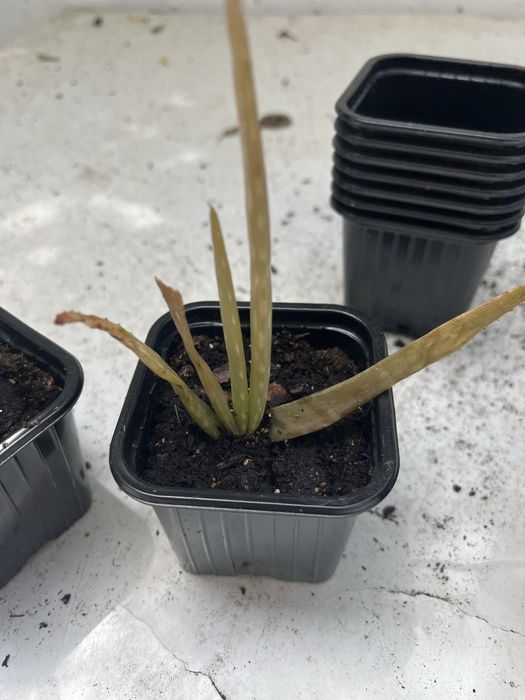 Aloe vera filhotes