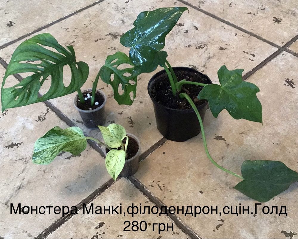 Кімнатні квіти набірами