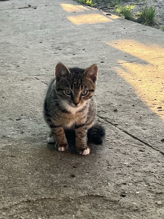 3-miesieczne kociaki szukają domów