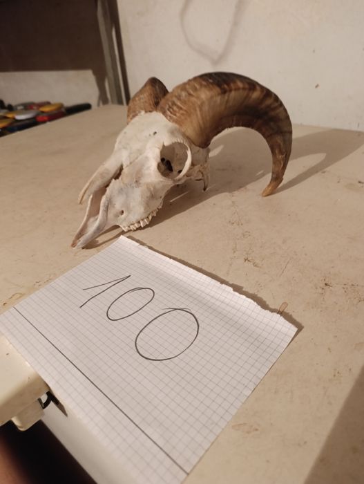 Czaszka z barana