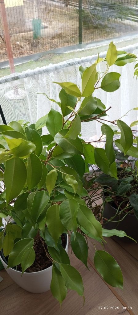 Ficus Benjamina Esther