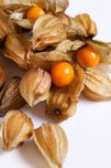 Planta physalis_ Vila Verde