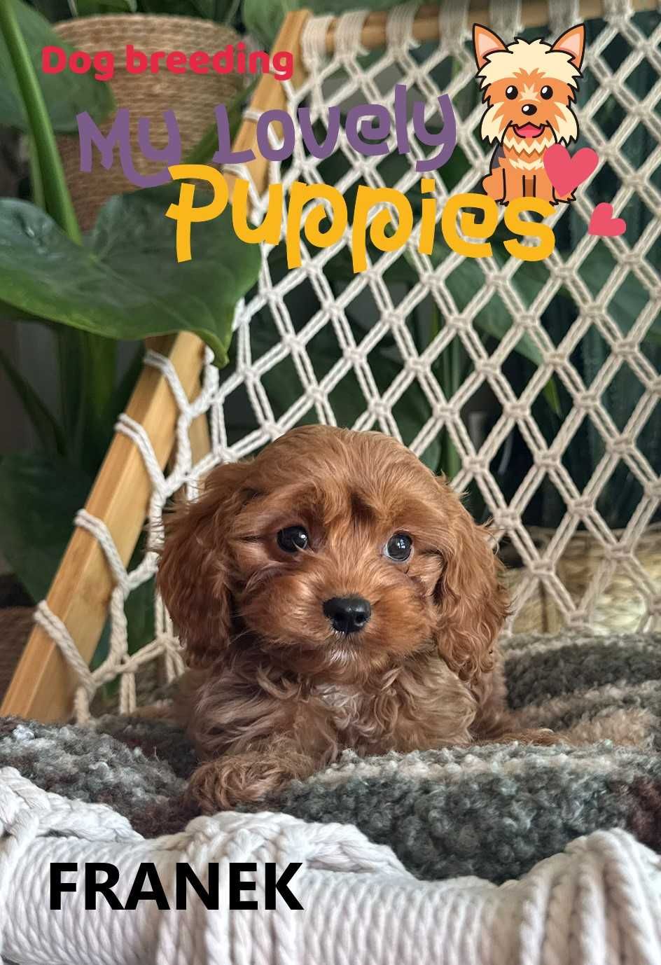 Cavapoo śliczny chłopiec Franek