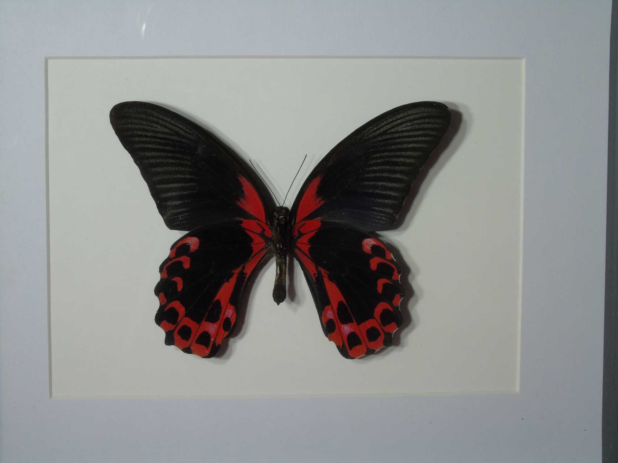 Motyl w ramce / gablotce 27 x 22 cm . Papilio rumanzovia - 125 mm .