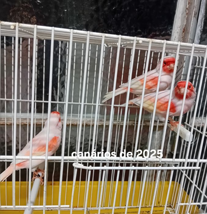 Canários mosaico de 2025