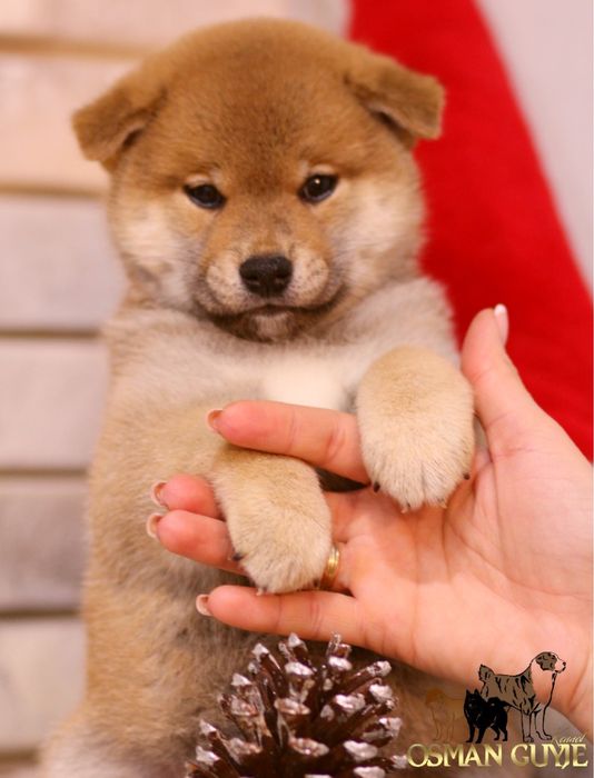 Высокопородные мальчики Шиба сиба ину питомник