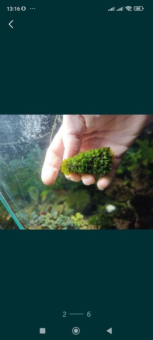 Мох f. Taxifolius, камерун